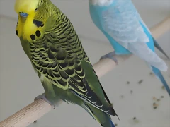 Oliva y Ángel Oliva y Ángel