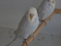 Diluca (2) Diluca (2)