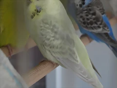 Dilubella (1) Dilubella (1)