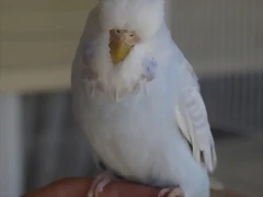 Diluca (4) Diluca (4)