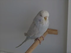 Diluca (3) Diluca (3)