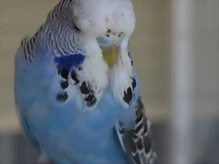 Cobalto (2) Cobalto (2)