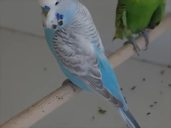 Greywings Greywings