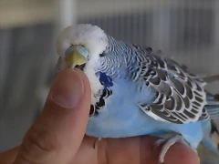Cobalto (1) Cobalto (1)