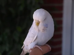 Diluca (6) Diluca (6)