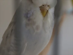Diluca (1) Diluca (1)