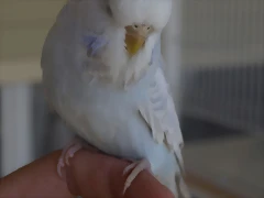Diluca (5) Diluca (5)