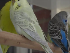 Dilubella (2) Dilubella (2)