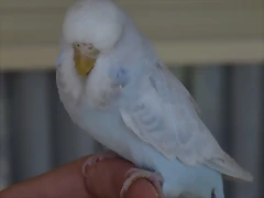 Diluca (8) Diluca (8)
