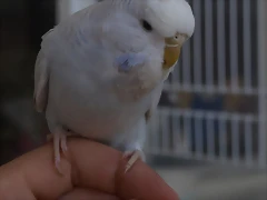 Diluca (7) Diluca (7)