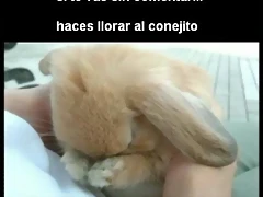comenta comenta