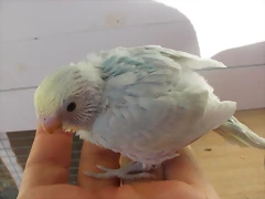 3  pollo 26-11-11
