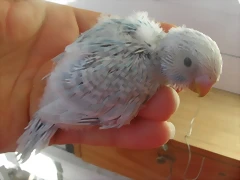 4 pollo  26-11-11