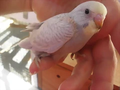 1 pollo 26-11-11