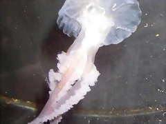Pelagia noctiluca (10-11-13 Aquarium de Barcelona, det yo) Pelagia noctiluca (10-11-13 Aquarium de Barcelona, det yo)