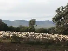 003, rebao de ovejas