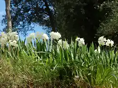 narcisos jordi