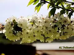 23, flores del cerezo4 marca2