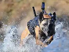 Perro de los Navy Seal, con chaleco y cmara de infrarojos