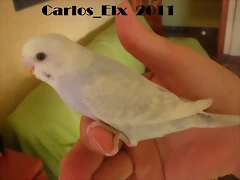 4 pollo 26-9-2011