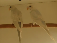 2 mayores 26-9-2011