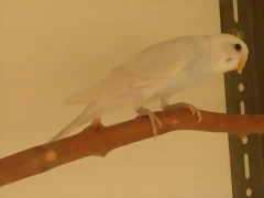 2 pollo  26-9-2011