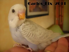 5 pollo 26-9-2011