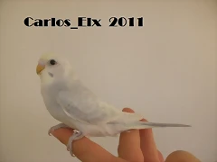 3 pollo 26-9-2011