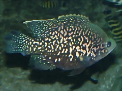 Paratilapia typus 'Andapa' (12-10-16 Acuario Fluvial de Zaragoza) Paratilapia typus 'Andapa' (12-10-16 Acuario Fluvial de Zaragoza)