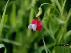 20, delicadeza en rojo, marca