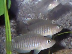 Neolamprologus multifasciatus (8-7-12 Acuario Zaragoza) Neolamprologus multifasciatus (8-7-12 Acuario Zaragoza)