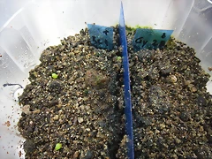 SAM_0084 SAM_0084