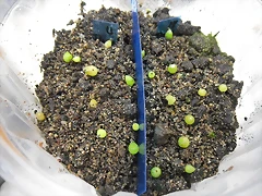 SAM_0085 SAM_0085