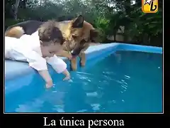 Perro y nio en la piscina