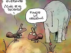 elefante