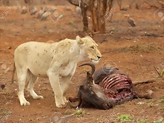 19382135-Una-leona-con-cicatrices-de-batalla-guarda-una-matanza-us-en-el-Parque-Nacional-Kruger-Sud-frica-Foto-de-archivo