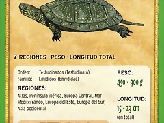 galapago europeo