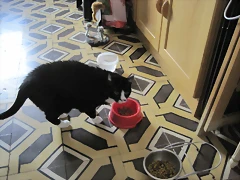 COMIENDO