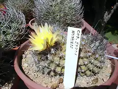 Copiapoa humilis