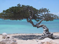 Eagle-Beach-arbol-divi