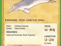 delfin del amazonas