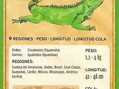 iguana verde