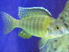 Aulonocara hansbaenschi 1 Aulonocara hansbaenschi 1