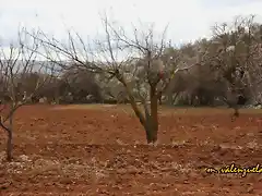 06, la tierra preparada 2, marca