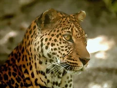 leopardos leopardos