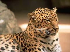 leopardo leopardo