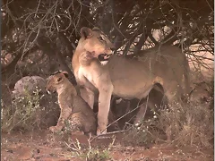 bebes leones bebes leones