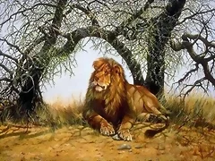 leones en su habitad leones en su habitad