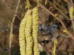 Corylus hispanica