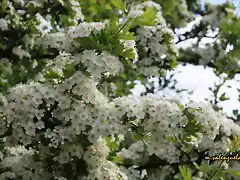 09, flor del espino, marca